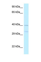 AZI2 / NAP1 Antibody - AZI2 / NAP1 antibody Western blot of 721_B Cell lysate. Antibody concentration 1 ug/ml.  This image was taken for the unconjugated form of this product. Other forms have not been tested.
