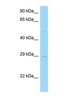 AZI2 / NAP1 Antibody - AZI2 / NAP1 antibody Western blot of 1 Cell lysate. Antibody concentration 1 ug/ml.  This image was taken for the unconjugated form of this product. Other forms have not been tested.