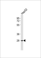 AZI2 / NAP1 Antibody - Anti-NAP1 Antibody at 1:1000 dilution + HepG2 whole cell lysates Lysates/proteins at 20 ug per lane. Secondary Goat Anti-Rabbit IgG, (H+L),Peroxidase conjugated at 1/10000 dilution Predicted band size : 45 kDa Blocking/Dilution buffer: 5% NFDM/TBST.