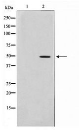 AZI2 / NAP1 Antibody - Western blot of HepG2 cell lysate using AZI2 Antibody