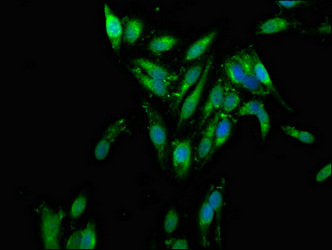 AZI2 / NAP1 Antibody - Immunofluorescence staining of Hela cells at a dilution of 1:133, counter-stained with DAPI. The cells were fixed in 4% formaldehyde, permeabilized using 0.2% Triton X-100 and blocked in 10% normal Goat Serum. The cells were then incubated with the antibody overnight at 4 °C.The secondary antibody was Alexa Fluor 488-congugated AffiniPure Goat Anti-Rabbit IgG (H+L) .