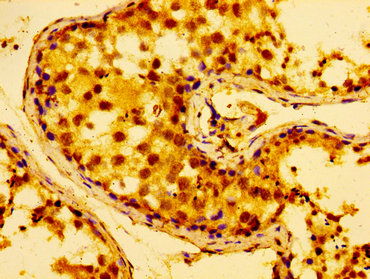 AZI2 / NAP1 Antibody - Immunohistochemistry image at a dilution of 1:100 and staining in paraffin-embedded human testis tissue performed on a Leica BondTM system. After dewaxing and hydration, antigen retrieval was mediated by high pressure in a citrate buffer (pH 6.0) . Section was blocked with 10% normal goat serum 30min at RT. Then primary antibody (1% BSA) was incubated at 4 °C overnight. The primary is detected by a biotinylated secondary antibody and visualized using an HRP conjugated SP system.