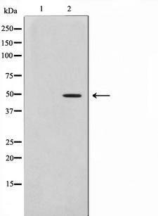 AZI2 / NAP1 Antibody - Western blot analysis on HepG2 cell lysates using AZI2 antibody. The lane on the left is treated with the antigen-specific peptide.