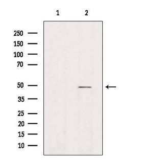 AZI2 / NAP1 Antibody - Western blot analysis of extracts of HeLa cells using AZI2 antibody. Lane 1 was treated with the antigen-specific peptide.