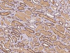 AZI2 / NAP1 Antibody - Immunochemical staining of human AZI2 in human kidney with rabbit polyclonal antibody at 1:100 dilution, formalin-fixed paraffin embedded sections.