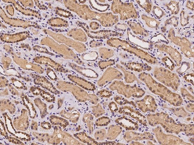 AZI2 / NAP1 Antibody - Immunochemical staining of human AZI2 in human kidney with rabbit polyclonal antibody at 1:100 dilution, formalin-fixed paraffin embedded sections.