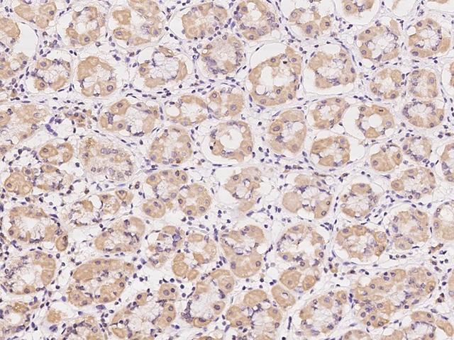 AZI2 / NAP1 Antibody - Immunochemical staining of human AZI2 in human stomach with rabbit polyclonal antibody at 1:100 dilution, formalin-fixed paraffin embedded sections.