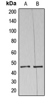 AZI2 / NAP1 Antibody - Western blot analysis of NAP1 expression in HeLa (A); THP1 (B) whole cell lysates.