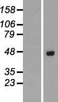 AZI2 / NAP1 Protein - Western validation with an anti-DDK antibody * L: Control HEK293 lysate R: Over-expression lysate