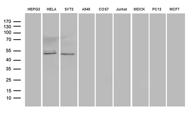 AZIN1 Antibody - Western blot analysis of extracts. (35ug) from 9 different cell lines by using anti-AZIN1 monoclonal antibody. (1:500)