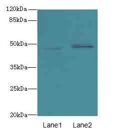 AZIN1 Antibody - Western blot. All lanes: AZIN1 antibody at 4 ug/ml. Lane 1: Mouse liver tissue. Lane 2: PC-3 whole cell lysate. Secondary Goat polyclonal to Rabbit IgG at 1:10000 dilution. Predicted band size: 50 kDa. Observed band size: 50 kDa.