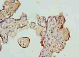 AZIN1 Antibody - Immunohistochemistry of paraffin-embedded human placenta tissue using antibody at dilution of 1:100.
