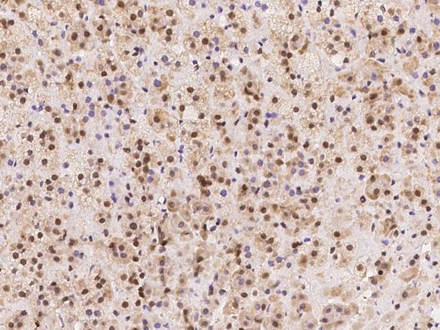 AZIN1 Antibody - Immunochemical staining of human AZIN1 in human adrenal gland with rabbit polyclonal antibody at 1:300 dilution, formalin-fixed paraffin embedded sections.