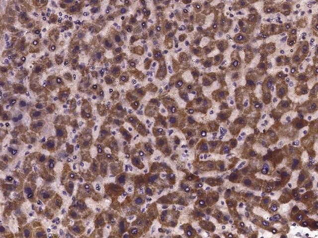 AZIN1 Antibody - Immunochemical staining of human AZIN1 in human liver with rabbit polyclonal antibody at 1:300 dilution, formalin-fixed paraffin embedded sections.