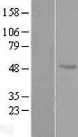 AZIN1 Protein - Western validation with an anti-DDK antibody * L: Control HEK293 lysate R: Over-expression lysate