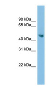 AZIN2 / Antizyme Inhibitor 2 Antibody - ADC antibody Western blot of COLO205 cell lysate. This image was taken for the unconjugated form of this product. Other forms have not been tested.