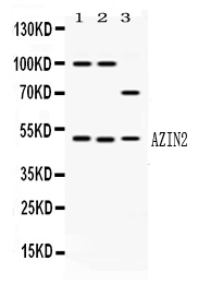 AZIN2 / Antizyme Inhibitor 2 Antibody - Western blot - Anti-AZIN2/Odcp Picoband Antibody