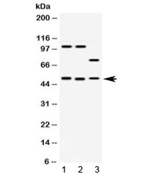 AZIN2 / Antizyme Inhibitor 2 Antibody - Western blot testing of 1) rat brain, 2) mouse brain and 3) human HeLa lysate with AZIN2 antibody at 0.5ug/ml. Predicted molecular weight ~50 kDa.
