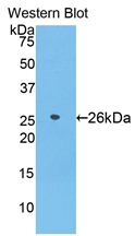 AZU1 / Azurocidin Antibody - Western Blot; Sample: Recombinant protein.