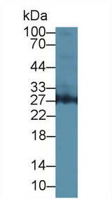 AZU1 / Azurocidin Antibody - Western Blot; Sample: Human 293T cell lysate; Primary Ab: 1µg/ml Rabbit Anti-Human AZU1 Antibody Second Ab: 0.2µg/mL HRP-Linked Caprine Anti-Rabbit IgG Polyclonal Antibody