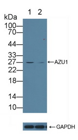 AZU1 / Azurocidin Antibody - Knockout Varification: Lane 1: Wild-type 293T cell lysate; Lane 2: AZU1 knockout 293T cell lysate; Predicted MW: 27kd Observed MW: 27kd Primary Ab: 1µg/ml Rabbit Anti-Human AZU1 Antibody Second Ab: 0.2µg/mL HRP-Linked Caprine Anti-Rabbit IgG Polyclonal Antibody