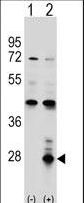 AZU1 / Azurocidin Antibody - Western blot of AZU1 (arrow) using rabbit polyclonal AZU1 Antibody. 293 cell lysates (2 ug/lane) either nontransfected (Lane 1) or transiently transfected (Lane 2) with the AZU1 gene.