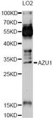 AZU1 / Azurocidin Antibody - Western blot analysis of extracts of LO2 cells, using AZU1 Antibody at 1:1000 dilution. The secondary antibody used was an HRP Goat Anti-Rabbit IgG (H+L) at 1:10000 dilution. Lysates were loaded 25ug per lane and 3% nonfat dry milk in TBST was used for blocking. An ECL Kit was used for detection and the exposure time was 60s.