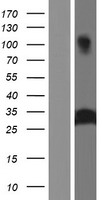 AZU1 / Azurocidin Protein - Western validation with an anti-DDK antibody * L: Control HEK293 lysate R: Over-expression lysate
