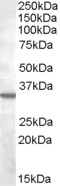 B1R / BDKRB1 Antibody - Antibody (2 ug/ml) staining of K562 lysate (35 ug protein in RIPA buffer). Primary incubation was 1 hour. Detected by chemiluminescence.