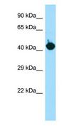 B1R / BDKRB1 Antibody - B1R / BDKRB1 antibody Western Blot of HT1080 cell lysate.  This image was taken for the unconjugated form of this product. Other forms have not been tested.