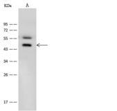 B1R / BDKRB1 Antibody - Anti-BDKRB1 rabbit polyclonal antibody at 1:500 dilution. Lane A: U2OS Whole Cell Lysate. Lysates/proteins at 30 ug per lane. Secondary: Goat Anti-Rabbit IgG (H+L)/HRP at 1/10000 dilution. Developed using the ECL technique. Performed under reducing conditions. Predicted band size: 40 kDa. Observed band size: 45 kDa.