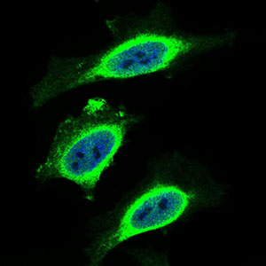 B2M / Beta 2 Microglobulin Antibody - Immunofluorescence of HeLa cells using B2M mouse monoclonal antibody (green). Blue: DRAQ5 fluorescent DNA dye. Secondary antibody from Fisher (Cat#: 35503)