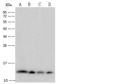 B2M / Beta 2 Microglobulin Antibody - Anti-B2M mouse monoclonal antibody at 1:500 dilution. Lane A: A431 Whole Cell Lysate. Lane B: U937 Whole Cell Lysate. Lane C: Raji Whole Cell Lysate. Lane D: HeLa Whole Cell Lysate. Lysates/proteins at 30 ug per lane. Secondary: Goat Anti-Mouse IgG (H+L)/HRP at 1/10000 dilution. Developed using the ECL technique. Performed under reducing conditions. Predicted band size: 14 kDa. Observed band size: 14 kDa.