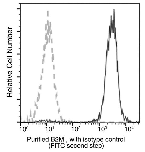 B2M / Beta 2 Microglobulin Antibody - Flow cytometric analysis of Human B2M / Beta-2-microglobulin expression on human whole blood lymphocytes. Cells were stained with purified anti-Human B2M / Beta-2-microglobulin, then a PE-conjugated second step antibody. The fluorescence histograms were derived from gated events with the forward and side light-scatter characteristics of viable lymphocytes.