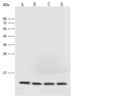 B2M / Beta 2 Microglobulin Antibody - Anti-B2M mouse monoclonal antibody at 1:500 dilution. Lane A: A-431 Whole Cell Lysate. Lane B: U-937 Whole Cell Lysate. Lane C: Raji Whole Cell Lysate. Lane D: HeLa Whole Cell Lysate. Lysates/proteins at 30 ug per lane. Secondary: Goat Anti-Mouse IgG (H+L)/HRP at 1/10000 dilution. Developed using the ECL technique. Performed under reducing conditions. Predicted band size: 13 kDa. Observed band size: 13 kDa.