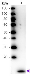 B2M / Beta 2 Microglobulin Antibody - Western Blot of Peroxidase conjugated Rabbit Anti-Beta-2-Microglobulin primary antibody. Lane 1: Beta-2-Microglobulin. Lane 2: None. Load: 50 ng per lane. Primary antibody: None. Secondary antibody: Peroxidase rabbit secondary antibody at 1:1,000 for 60 min at RT. Blocking: MB-070 for 30 min at RT. Predicted/Observed size: 12 kDa, 12 kDa for Beta-2-Microglobulin. Other band(s): None.