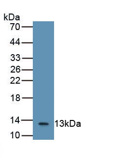 B2M / Beta 2 Microglobulin Antibody - Western Blot; Sample: Recombinant b2M, Human.