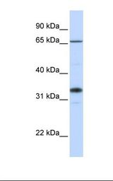 B3GALT1 Antibody - 721_B cell lysate. Antibody concentration: 1.0 ug/ml. Gel concentration: 12%.  This image was taken for the unconjugated form of this product. Other forms have not been tested.