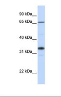 B3GALT1 Antibody - 721_B cell lysate. Antibody concentration: 1.0 ug/ml. Gel concentration: 12%.  This image was taken for the unconjugated form of this product. Other forms have not been tested.