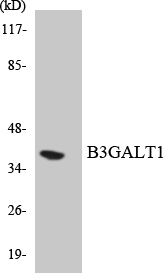 B3GALT1 Antibody - Western blot analysis of the lysates from HUVECcells using B3GALT1 antibody.