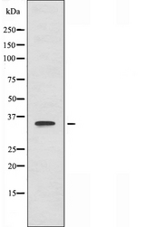 B3GALT1 Antibody - Western blot analysis of extracts of HepG2 cells using B3GALT1 antibody.