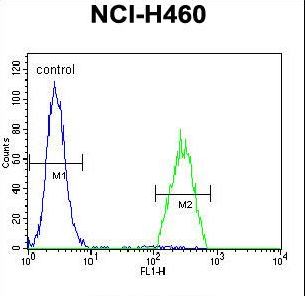 B3GALT5 Antibody - B3GALT5 Antibody flow cytometry of NCI-H460 cells (right histogram) compared to a negative control cell (left histogram). FITC-conjugated goat-anti-rabbit secondary antibodies were used for the analysis.