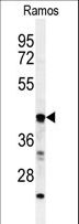 B3GALT6 Antibody - Western blot of B3GALT6 Antibody in Ramos cell line lysates (35 ug/lane). B3GALT6 (arrow) was detected using the purified antibody.