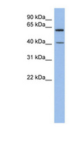 B3GALTL Antibody - B3GALTL antibody Western blot of SH-SYSY lysate. This image was taken for the unconjugated form of this product. Other forms have not been tested.