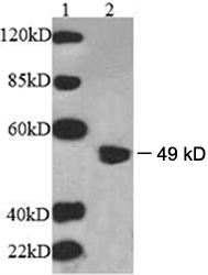 B3GALTL Antibody - Lane 1: EasyWestern Protein Standard Lane 2: Mouse brain tissue lysate Primary antibody: 1 ug/ml Rabbit Anti-Beta-1,3-GalTase 2 Polyclonal Antibody Beta-1,3-GalTase 2 Antibody, pAb, Rabbit Secondary antibody: Goat Anti-Rabbit IgG (H&L) [HRP] Polyclonal Antibody