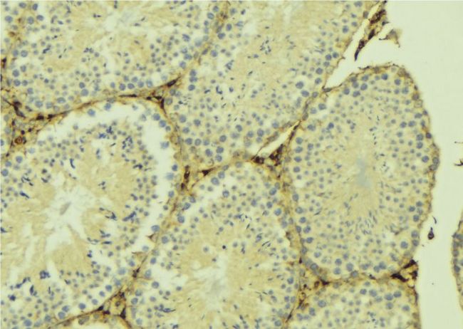 B3GALTL Antibody - 1:100 staining mouse testis tissue by IHC-P. The sample was formaldehyde fixed and a heat mediated antigen retrieval step in citrate buffer was performed. The sample was then blocked and incubated with the antibody for 1.5 hours at 22°C. An HRP conjugated goat anti-rabbit antibody was used as the secondary.