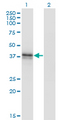 B3GAT3 Antibody - Western blot of B3GAT3 expression in transfected 293T cell line by B3GAT3 monoclonal antibody (M02), clone 1C11.