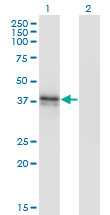 B3GAT3 Antibody - Western blot of B3GAT3 expression in transfected 293T cell line by B3GAT3 monoclonal antibody (M02), clone 1C11.