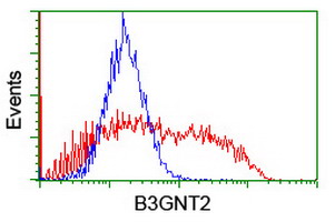B3GNT2 Antibody - HEK293T cells transfected with either overexpress plasmid (Red) or empty vector control plasmid (Blue) were immunostained by anti-B3GNT2 antibody, and then analyzed by flow cytometry.