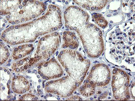 B3GNT2 Antibody - IHC of paraffin-embedded Human Kidney tissue using anti-B3GNT2 mouse monoclonal antibody.